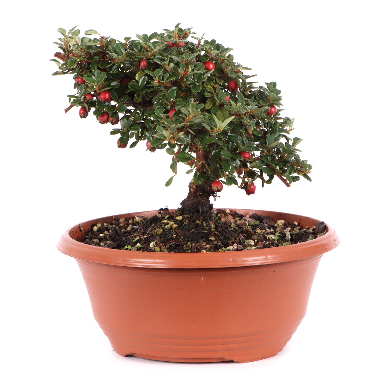Cotoneaster microphyllus 'Cochleatus'