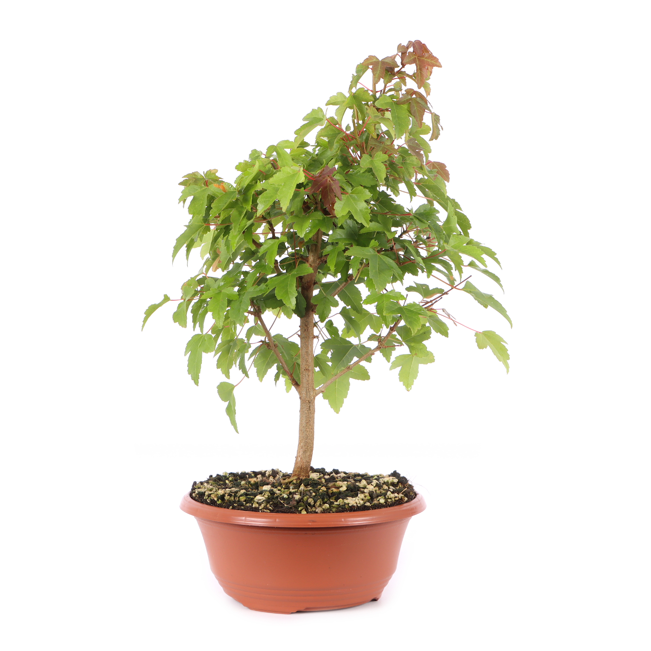 Acer buergerianum