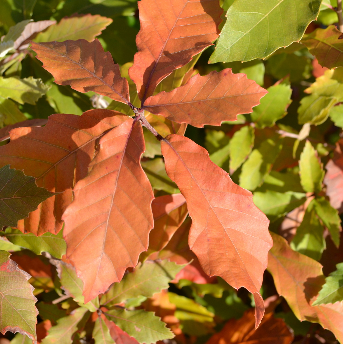 Herbstlaub
