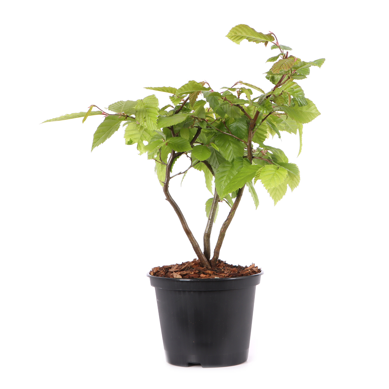 Carpinus betulus