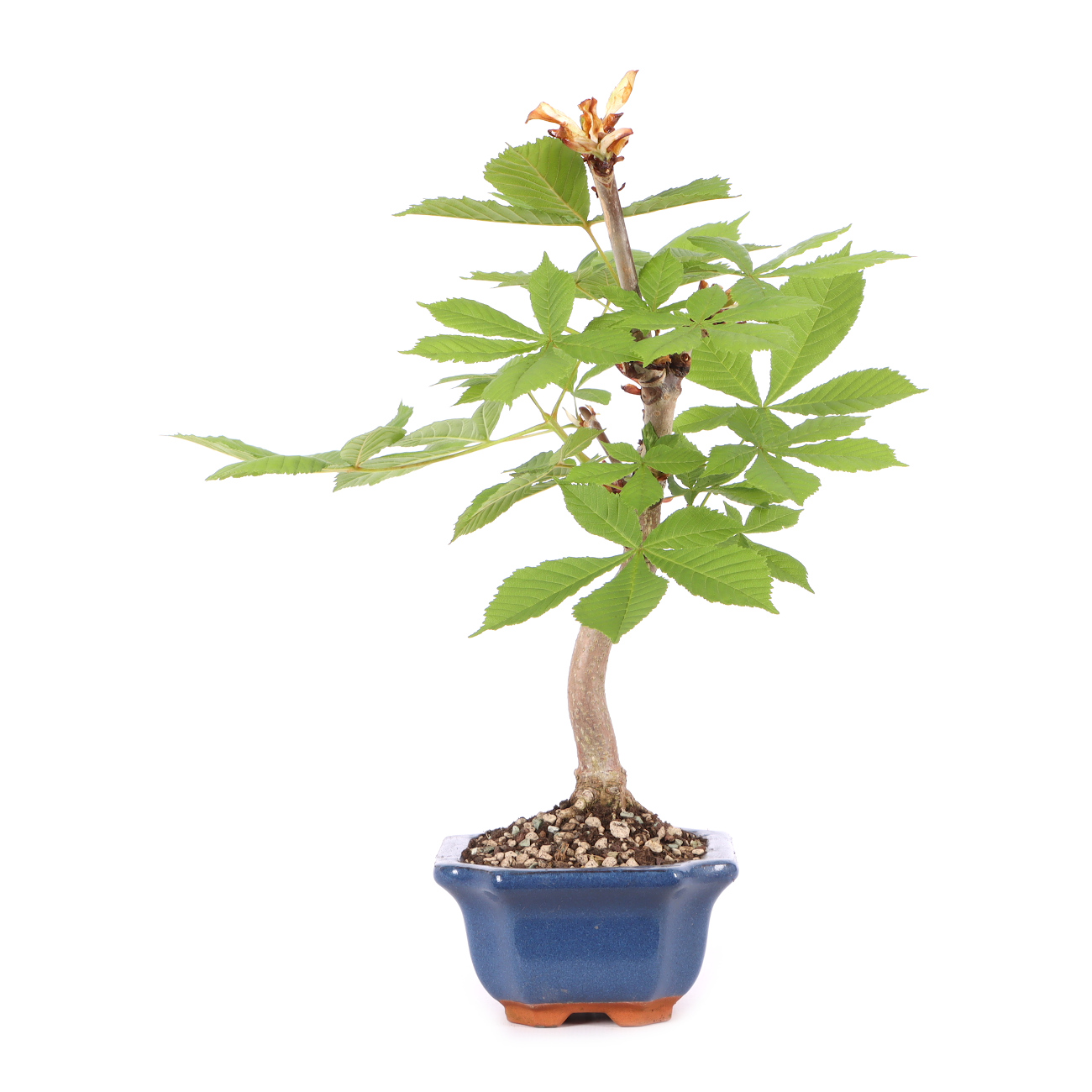 Aesculus hippocastanum