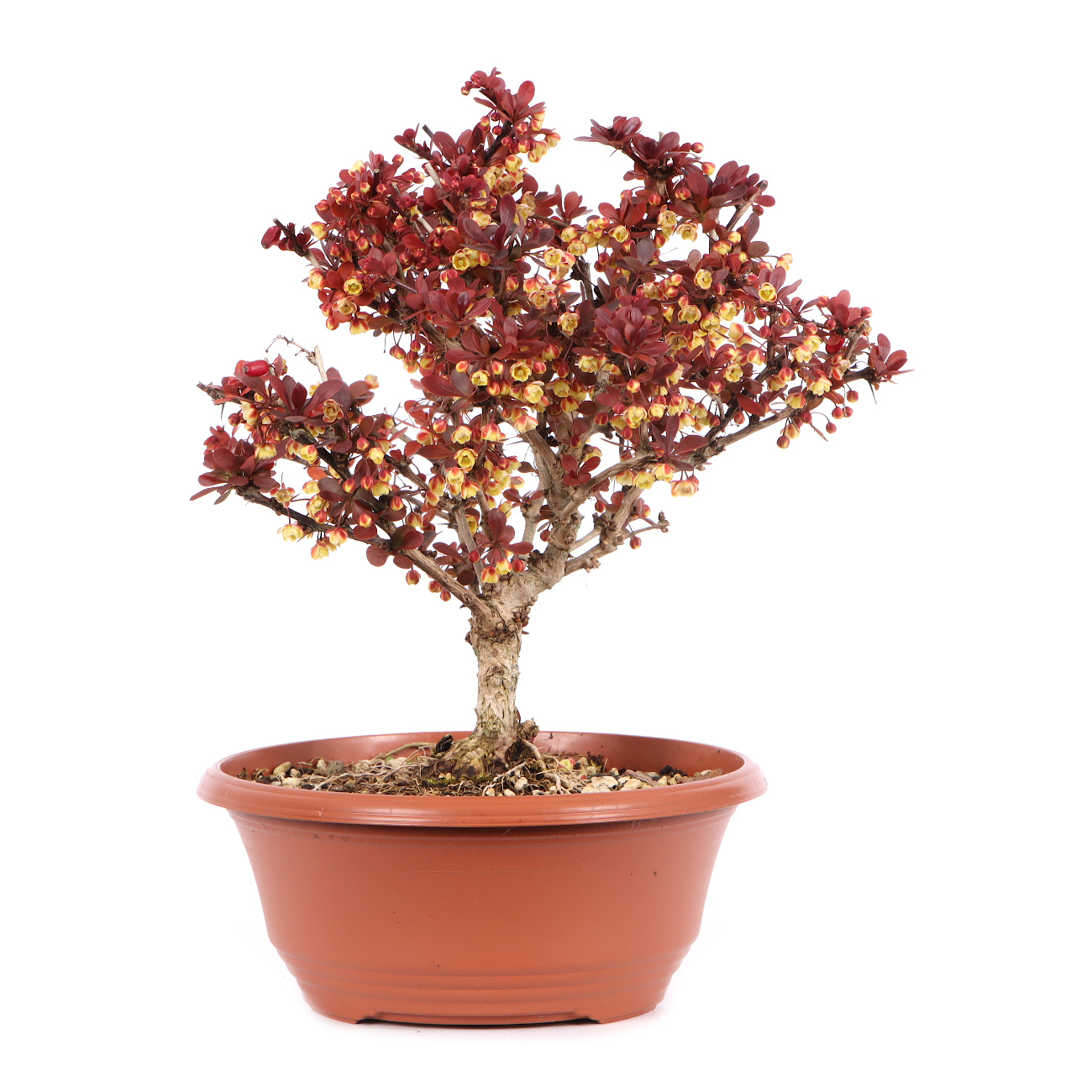 Berberis thunbergii 'Atropurpurea Nana'