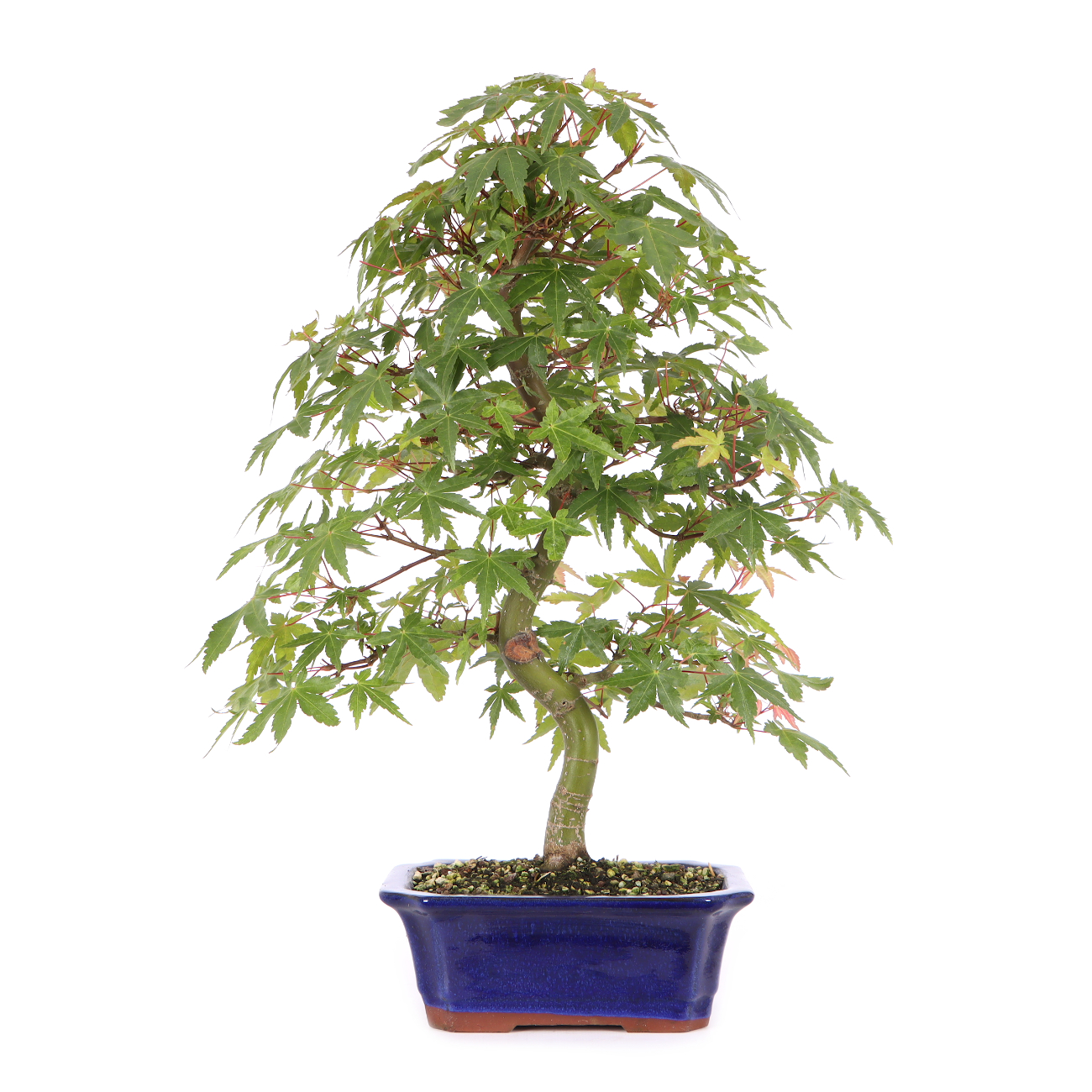 Acer palmatum