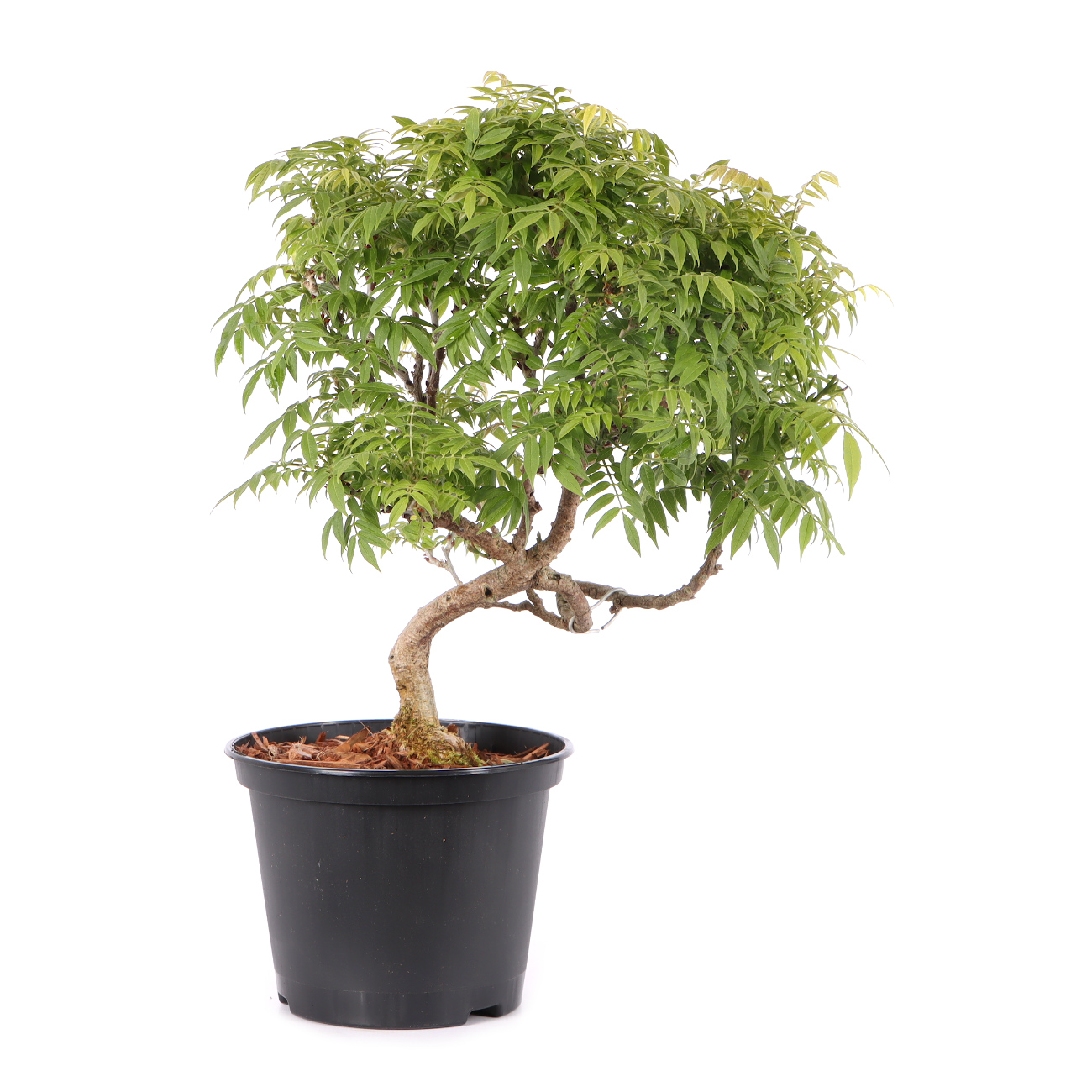Millettia japonica 'Hime Fuji'