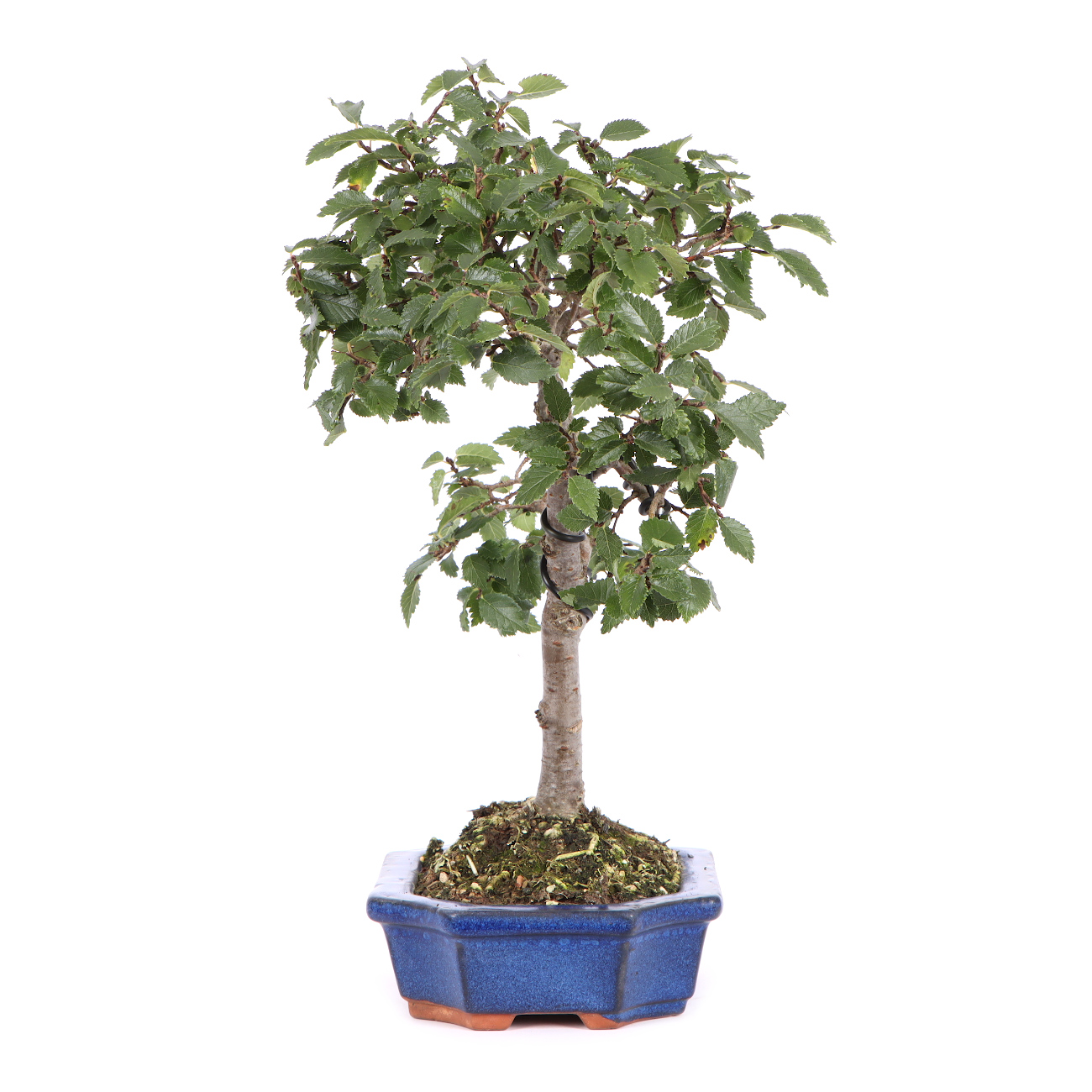 Seitenansicht rechts