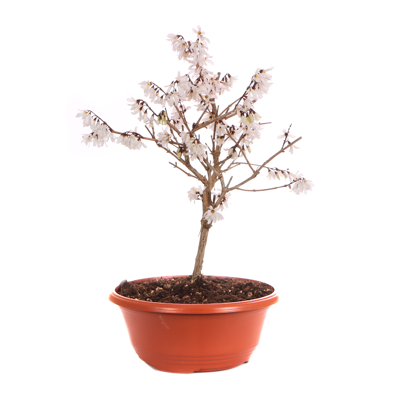 Seitenansicht rechts