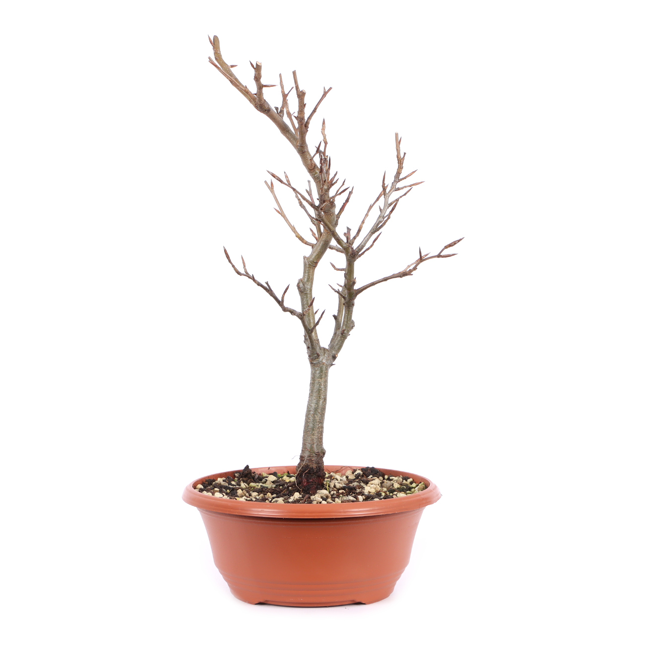 Seitenansicht rechts