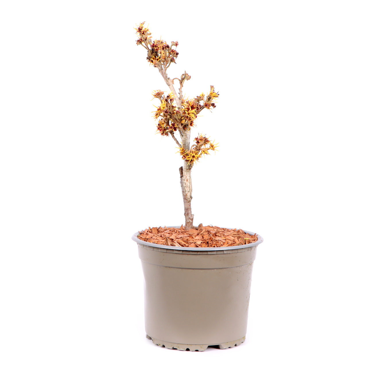 Seitenansicht rechts