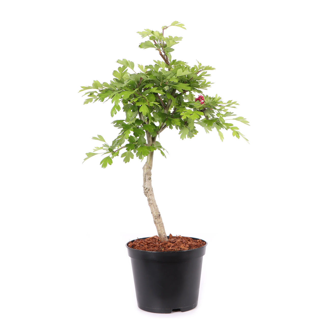 Crataegus laevigata 'Paul's Scarlet'