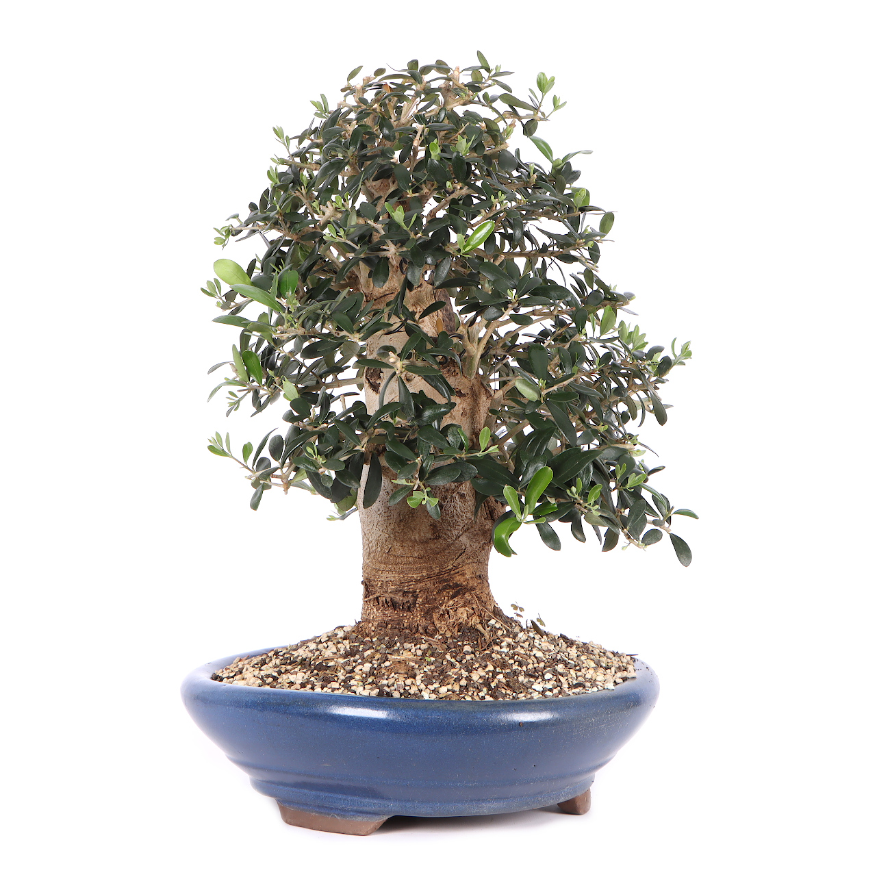 Seitenansicht rechts