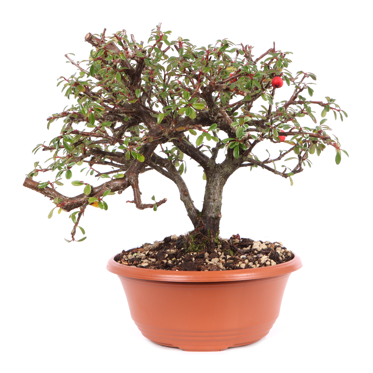 Cotoneaster dammeri 'Skogholm'