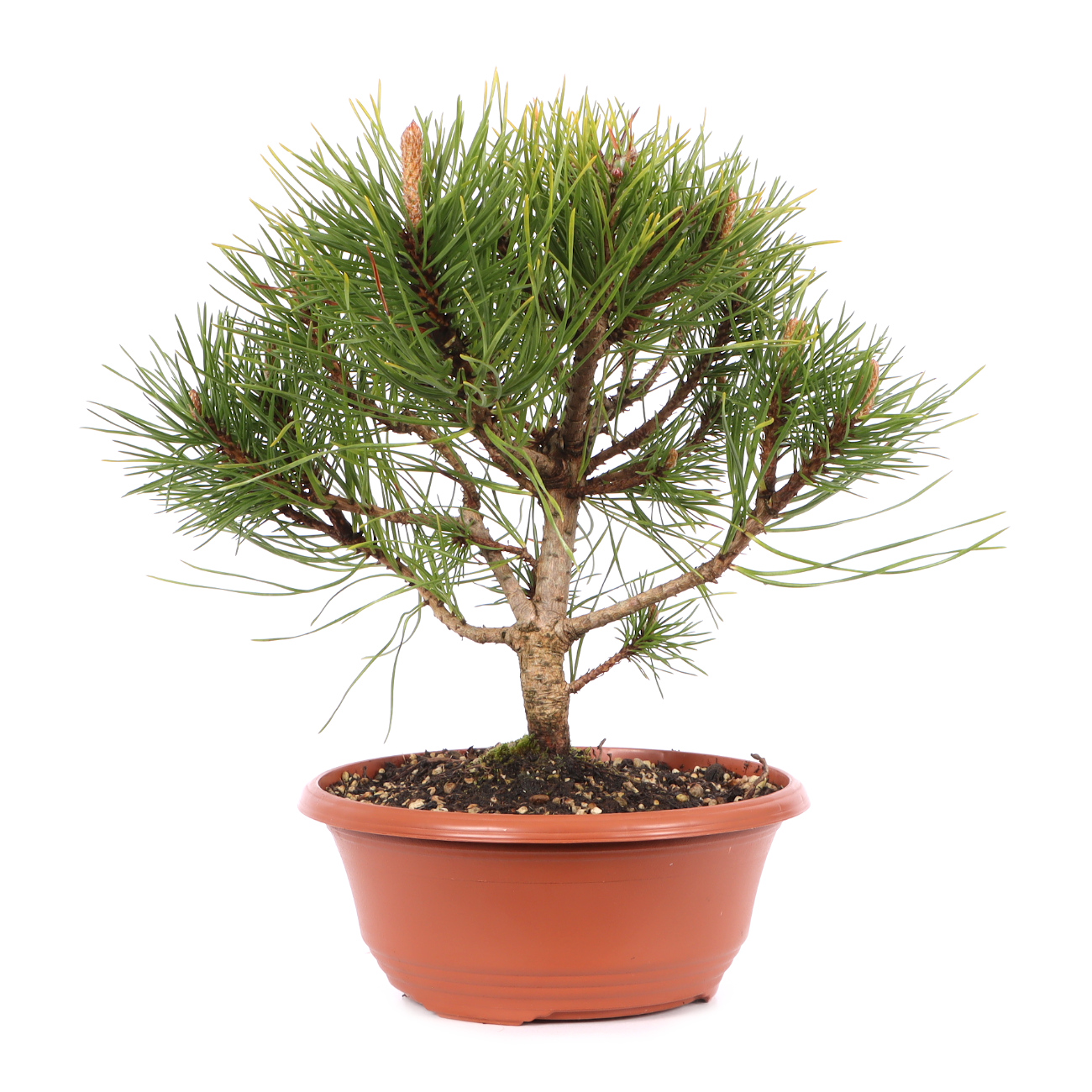 Pinus mugo subsp. uncinata