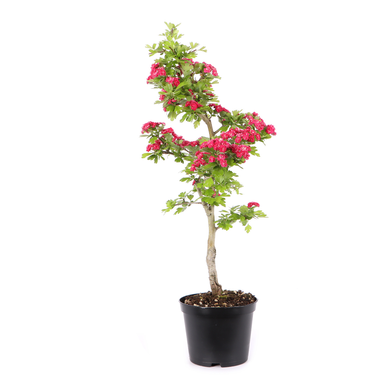 Crataegus laevigata 'Paul's Scarlet'