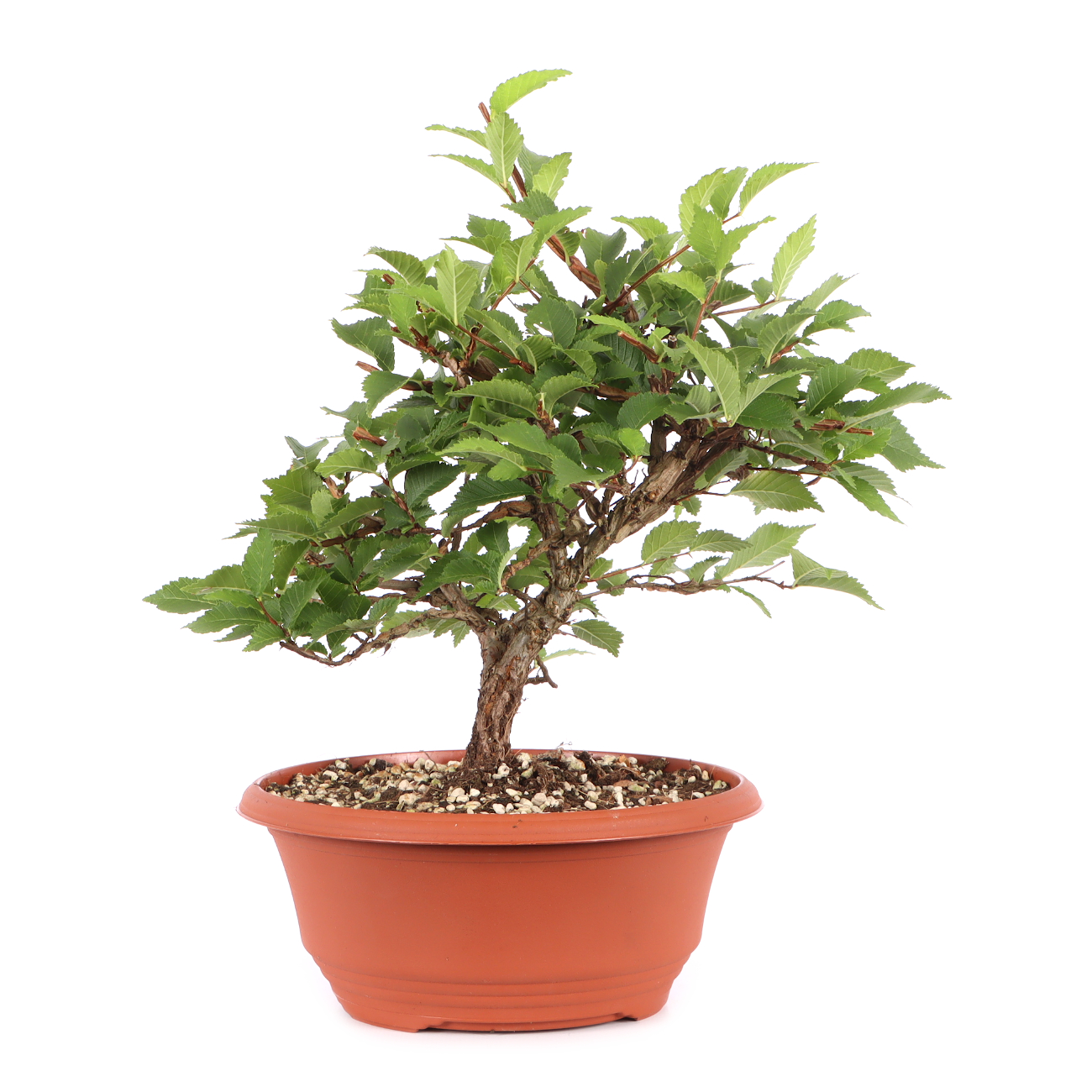 Ulmus minor var.