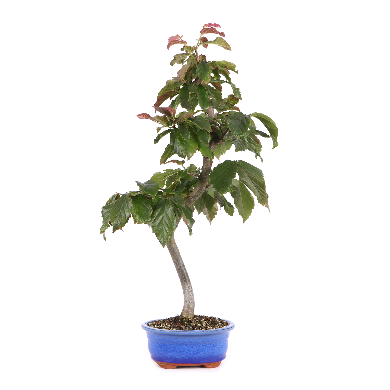 Parrotia persica 'Bella'