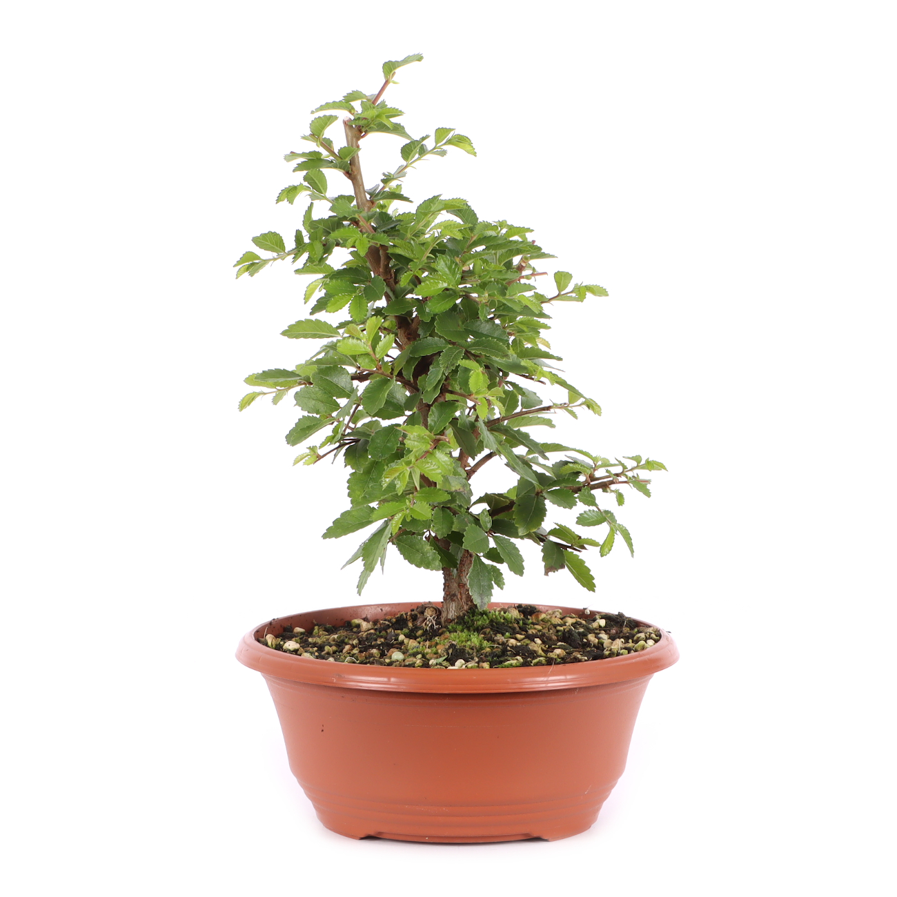 Ulmus japonica