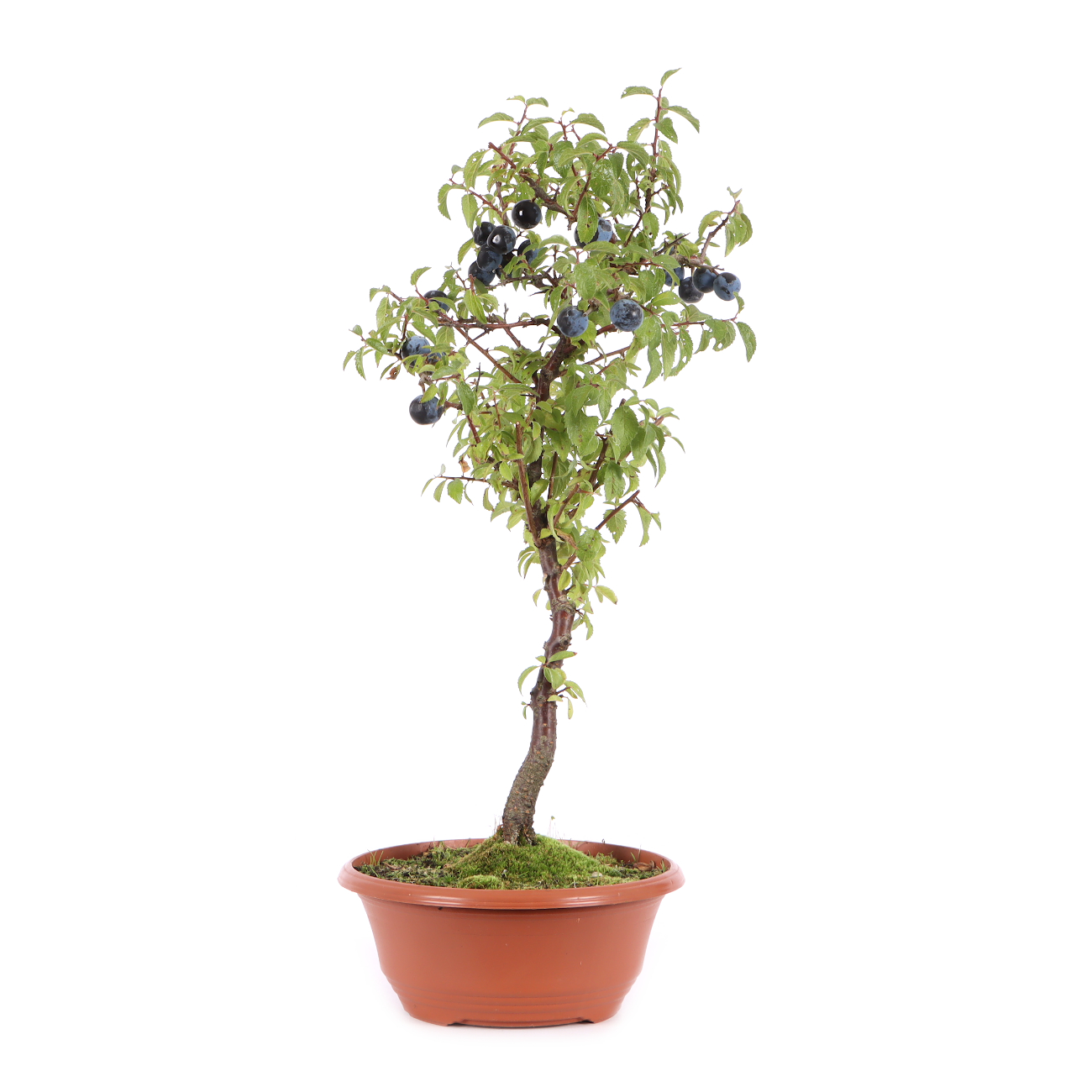 Prunus spinosa