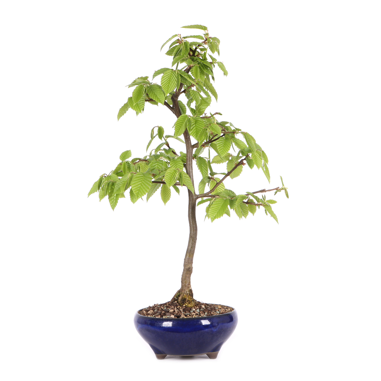 Carpinus betulus