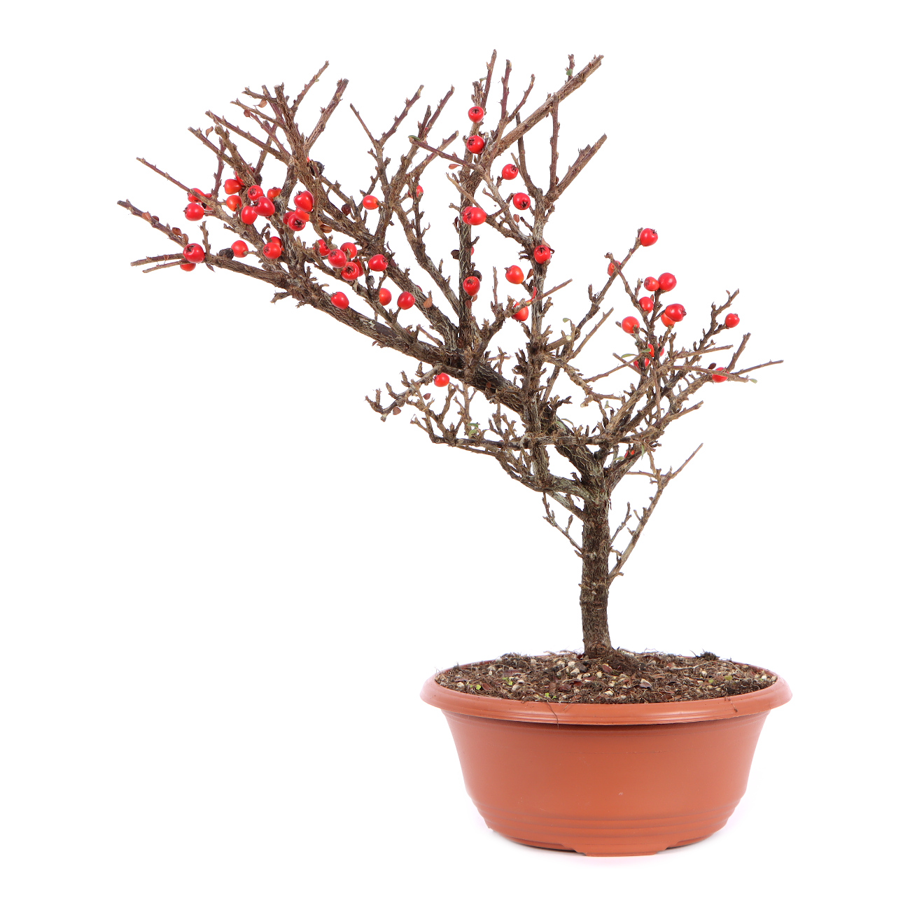 Seitenansicht rechts