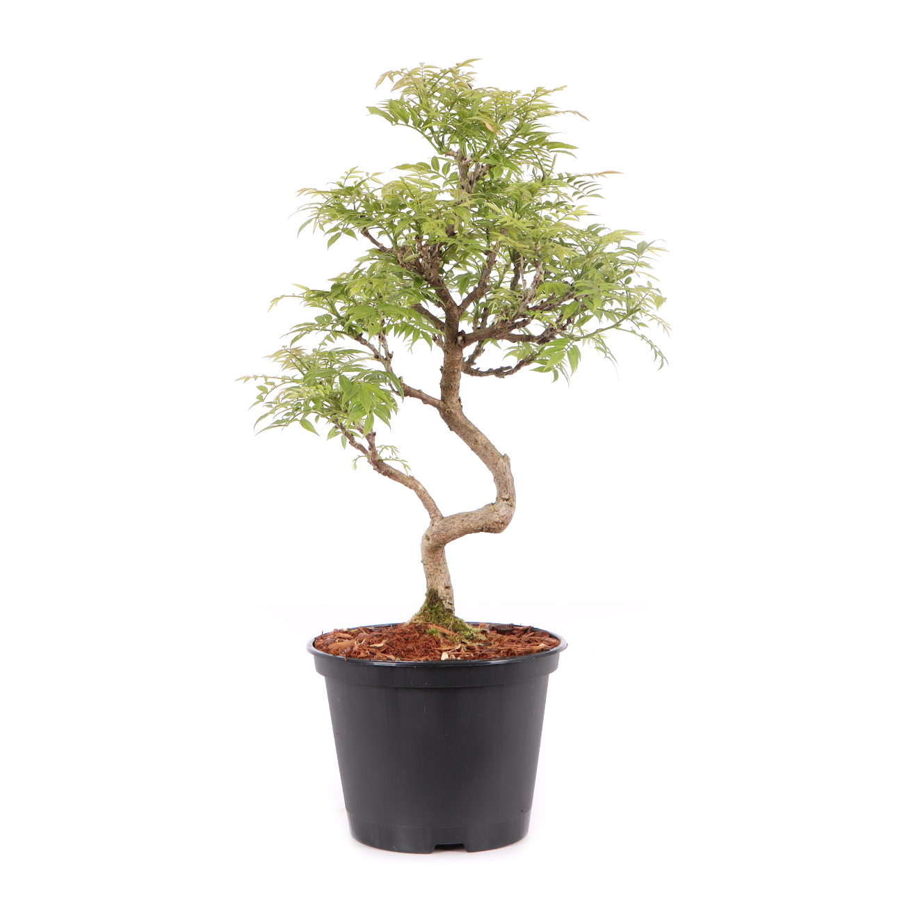 Millettia japonica 'Hime Fuji'