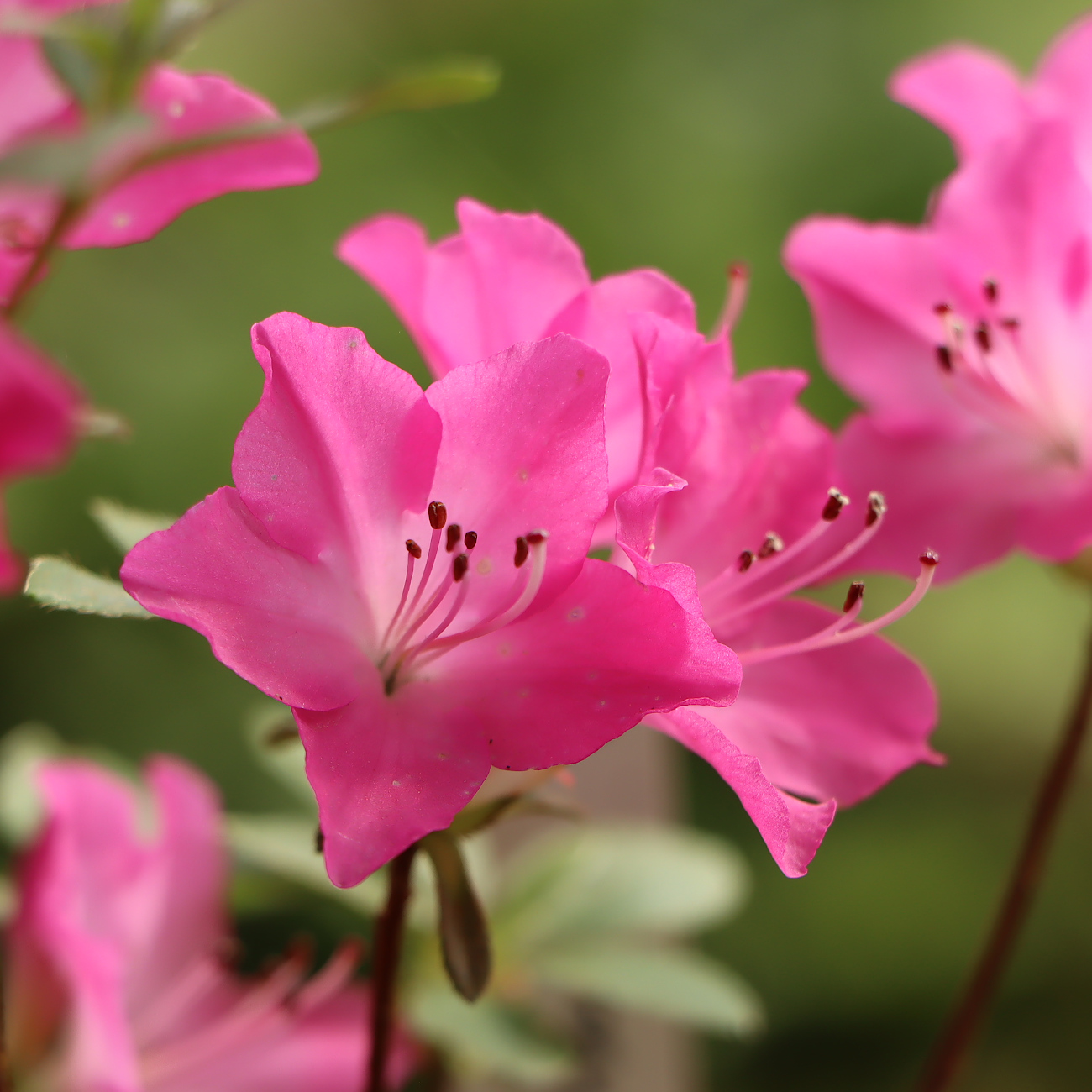 Blüte