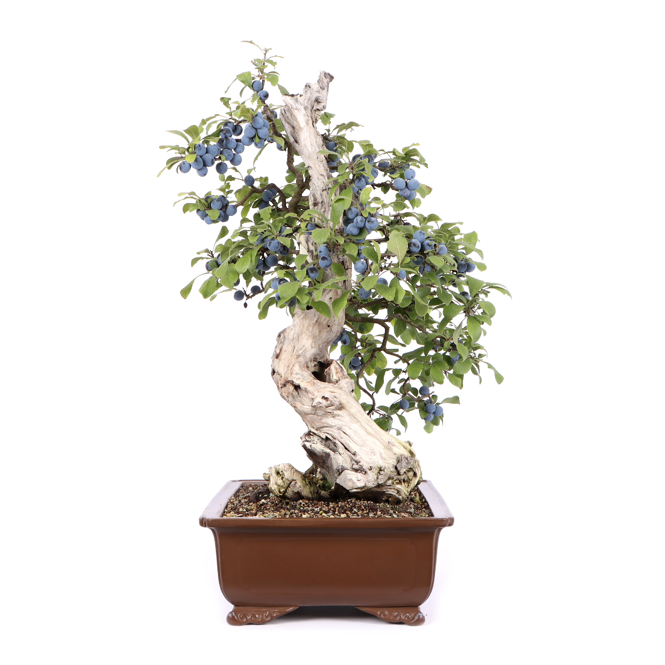 Seitenansicht rechts