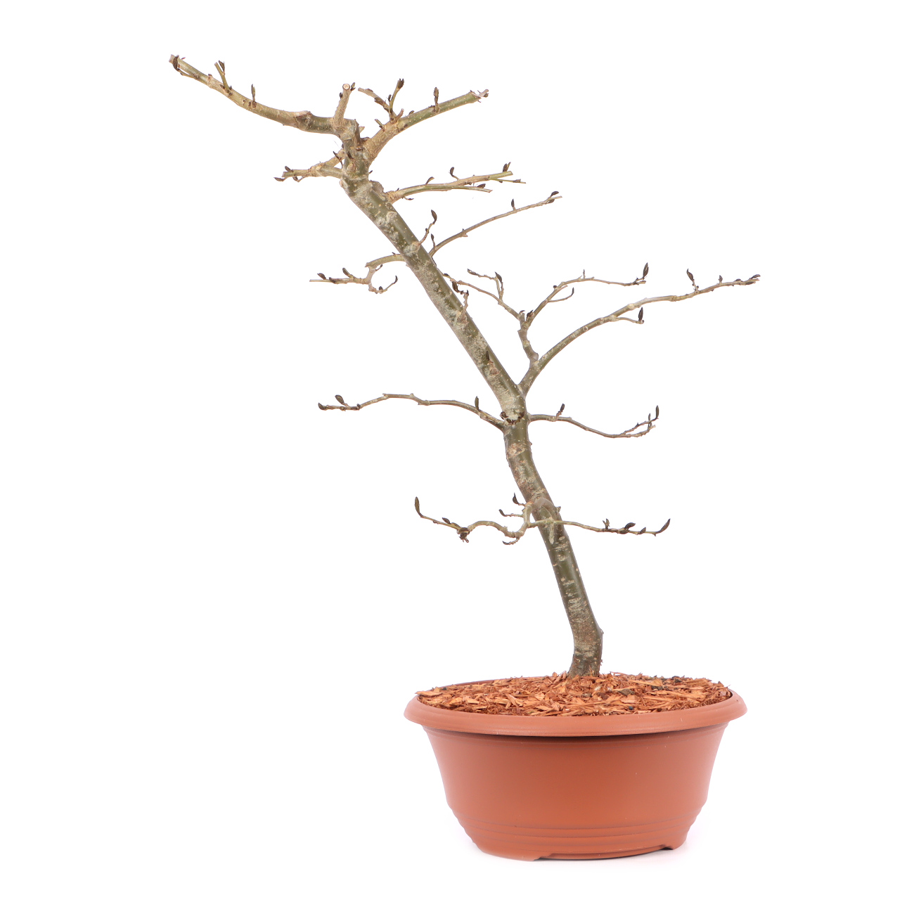 Parrotia persica 'Vanessa'