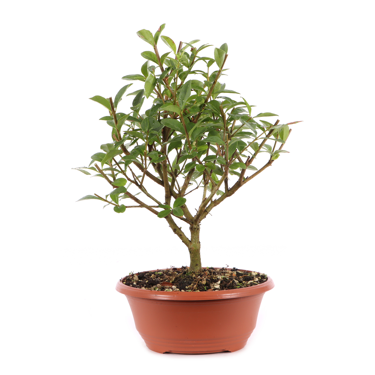 Ligustrum vulgare