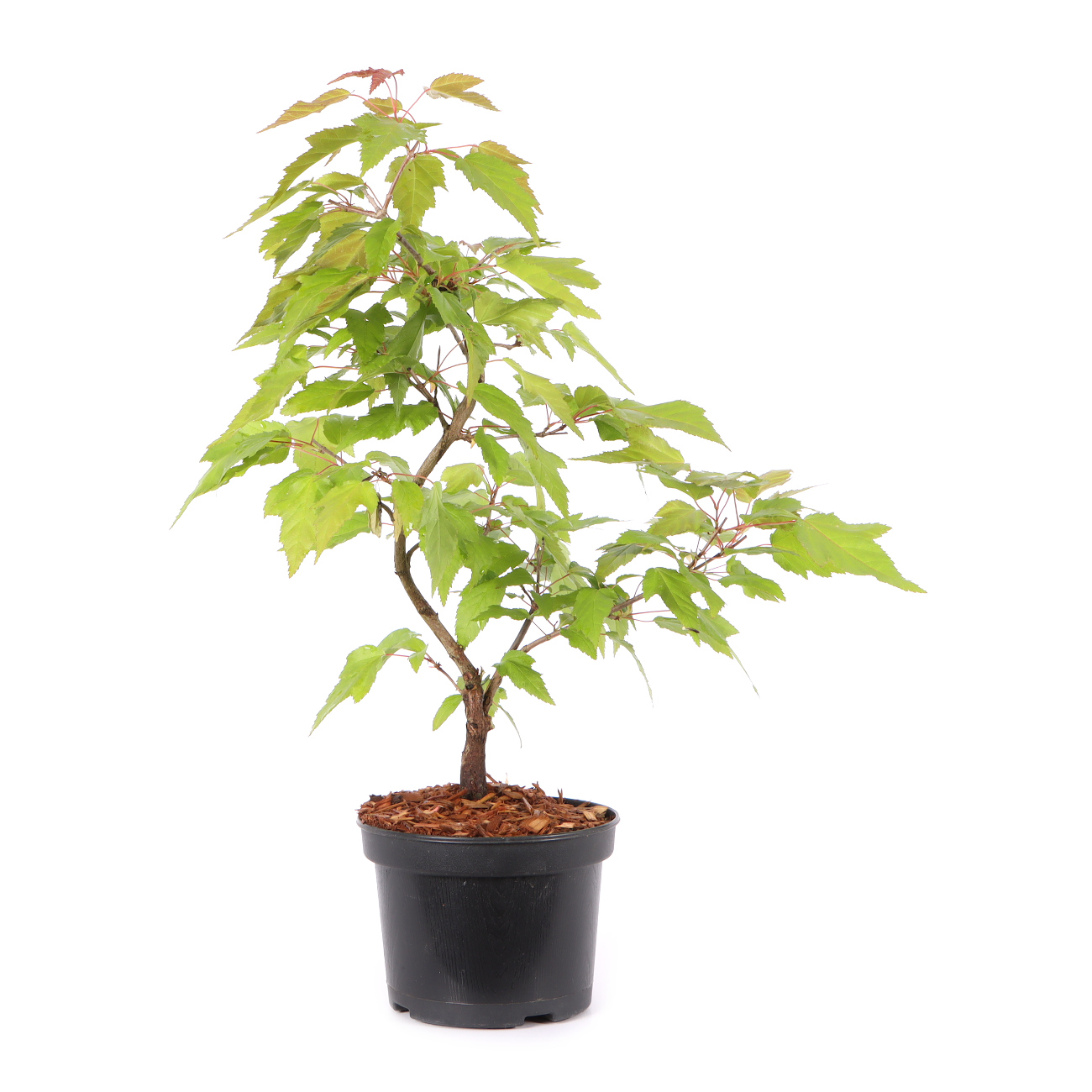 Acer ginnala