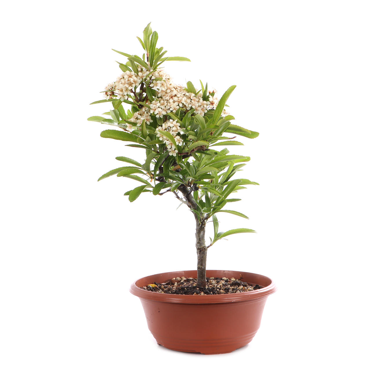 Pyracantha angustifolia