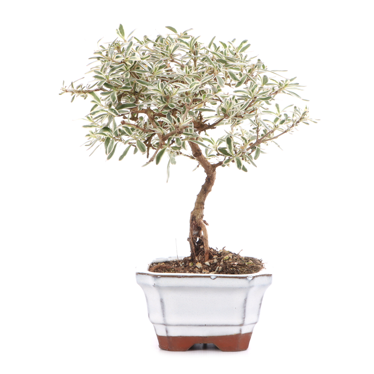 Coprosma x kirkii 'Variegata'