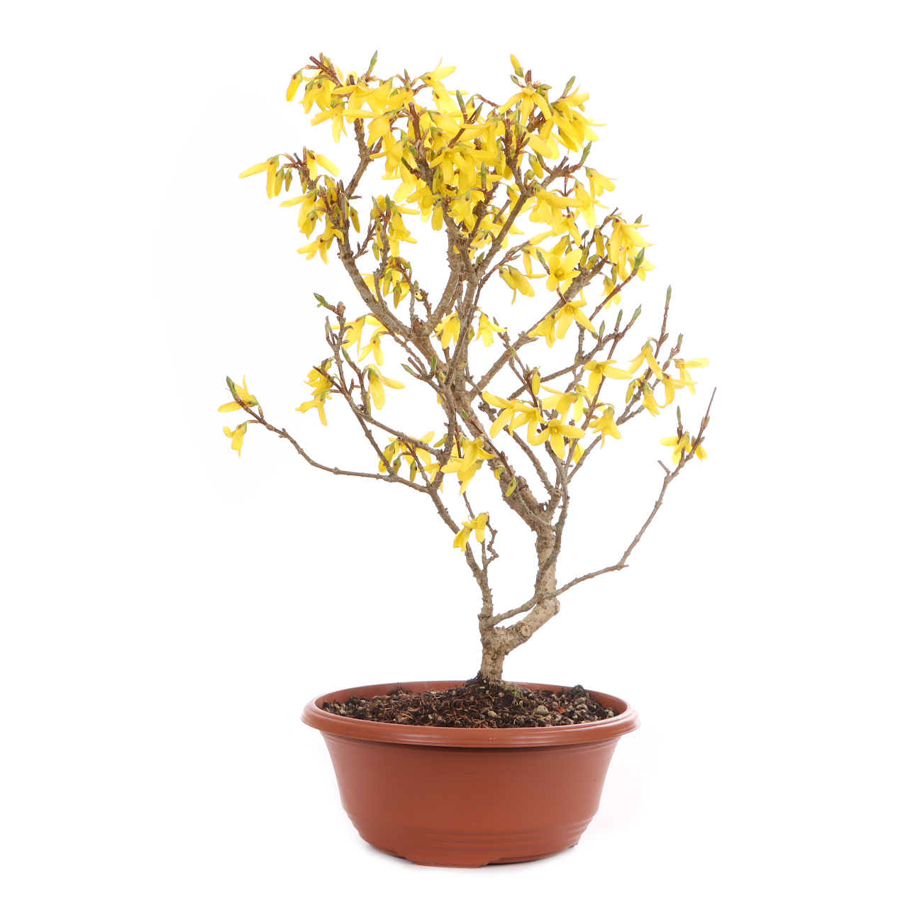bonsai drop Ginseng Bonsai