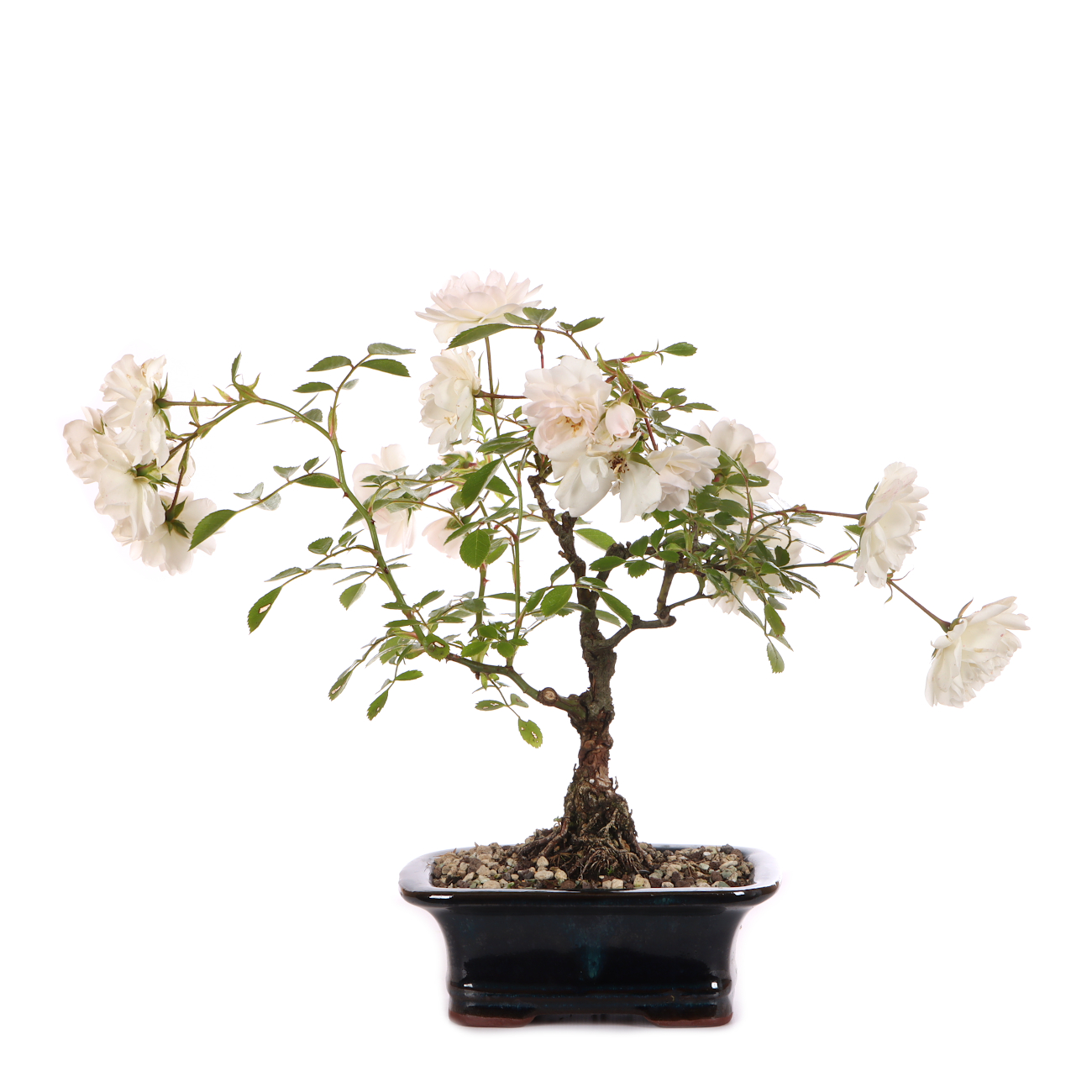 Rosa spec. - weiß