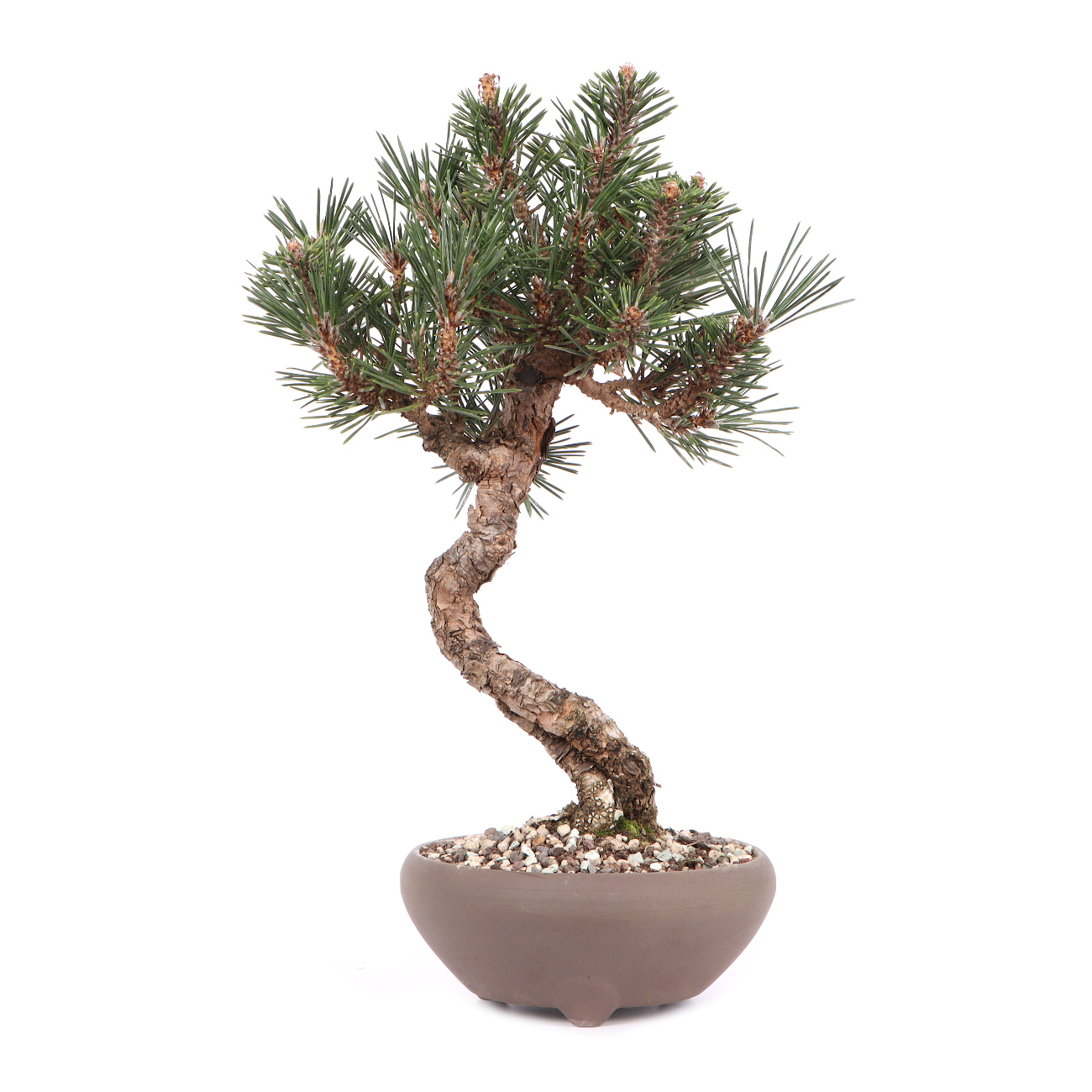 Pinus thunbergii 'Kotobuki'
