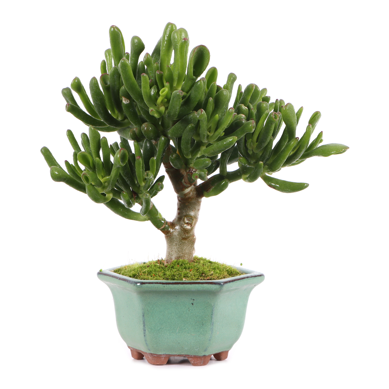 Crassula ovata 'Horn Tree'