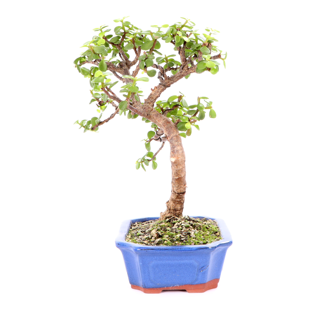 Seitenansicht rechts