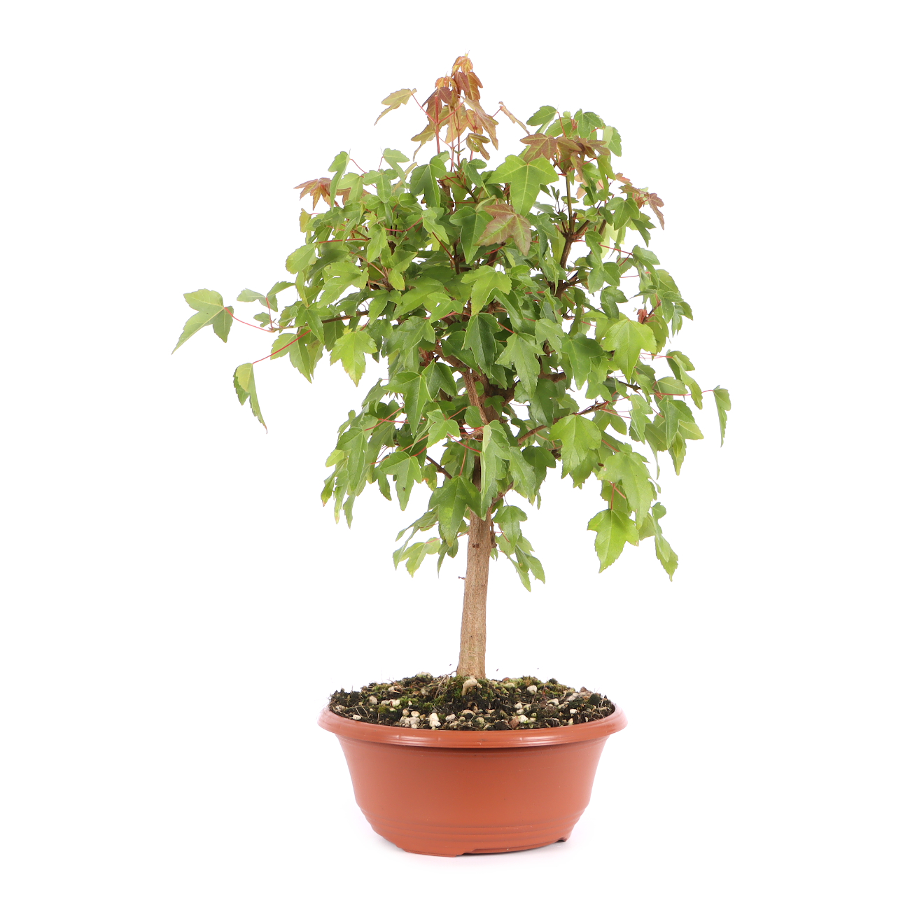 Acer buergerianum