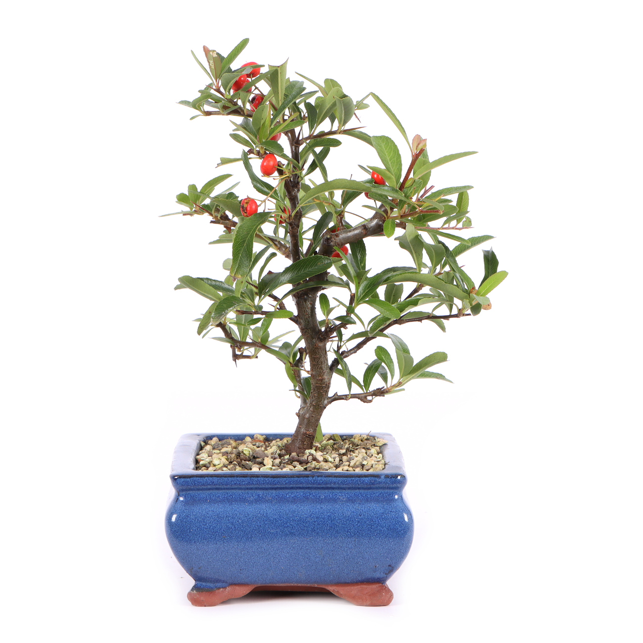 Seitenansicht rechts