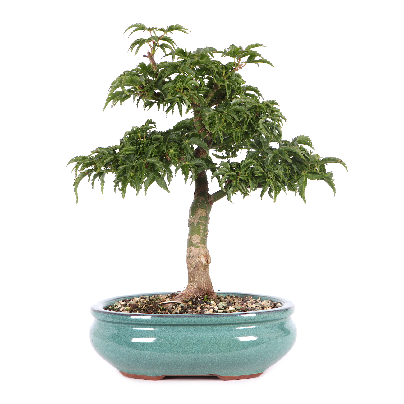 Acer palmatum 'Shishigashira'