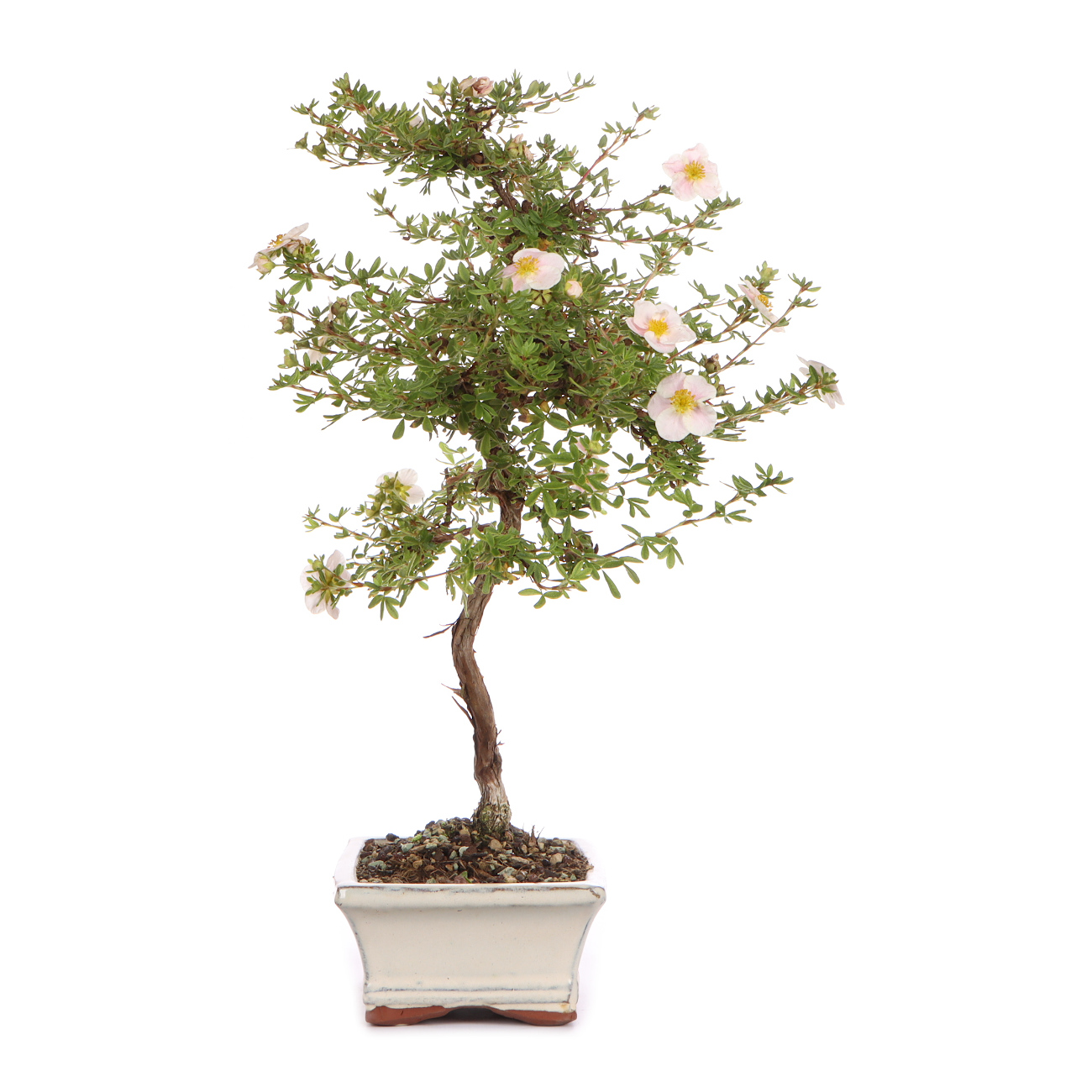 Seitenansicht rechts