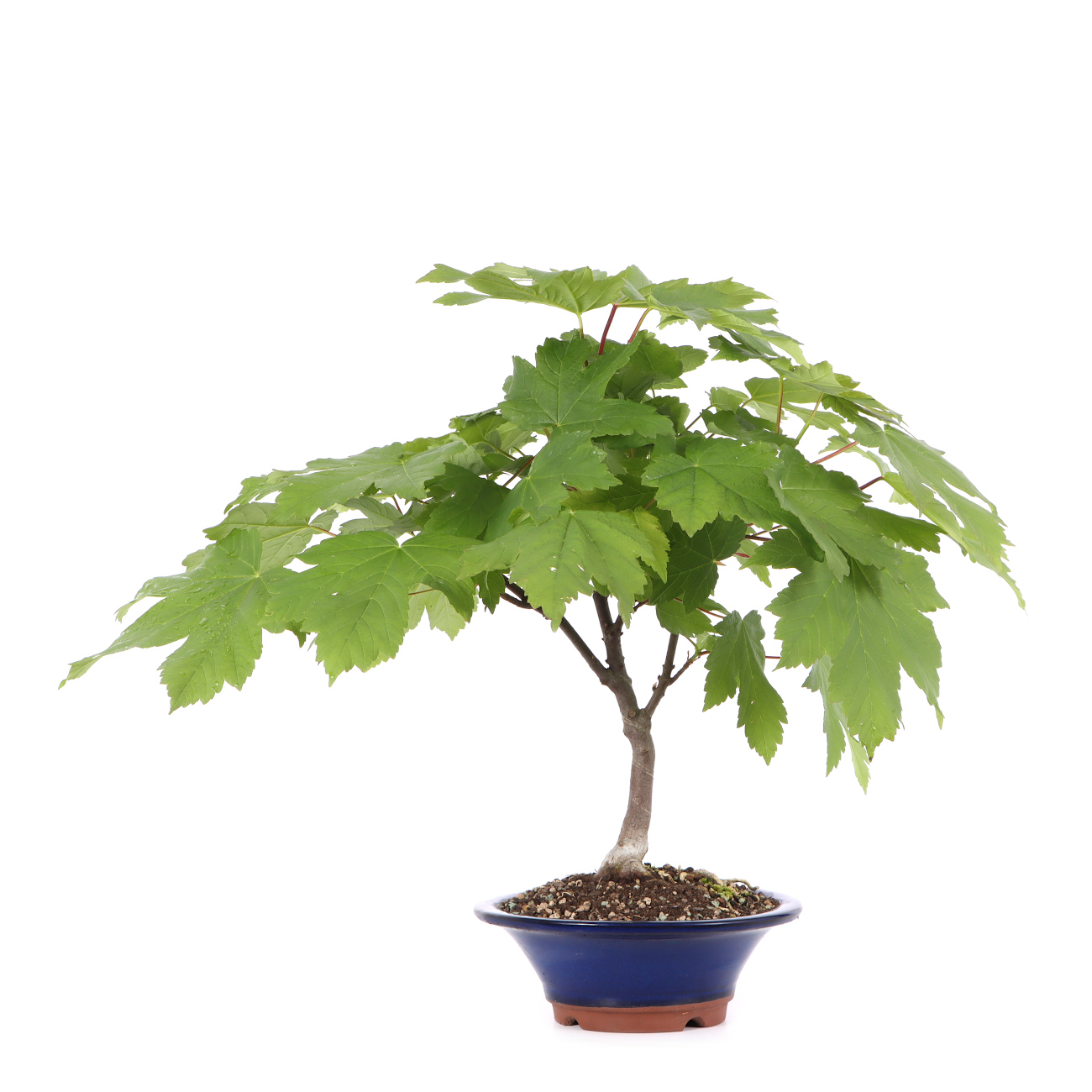 Acer pseudoplatanus