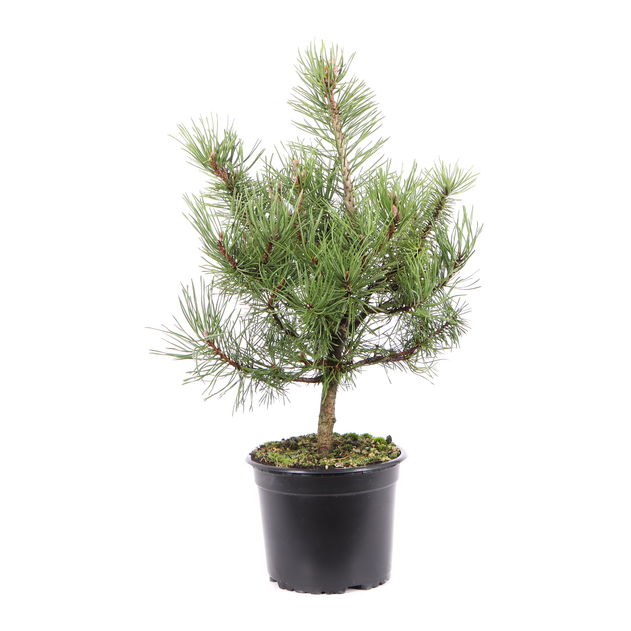 Seitenansicht rechts