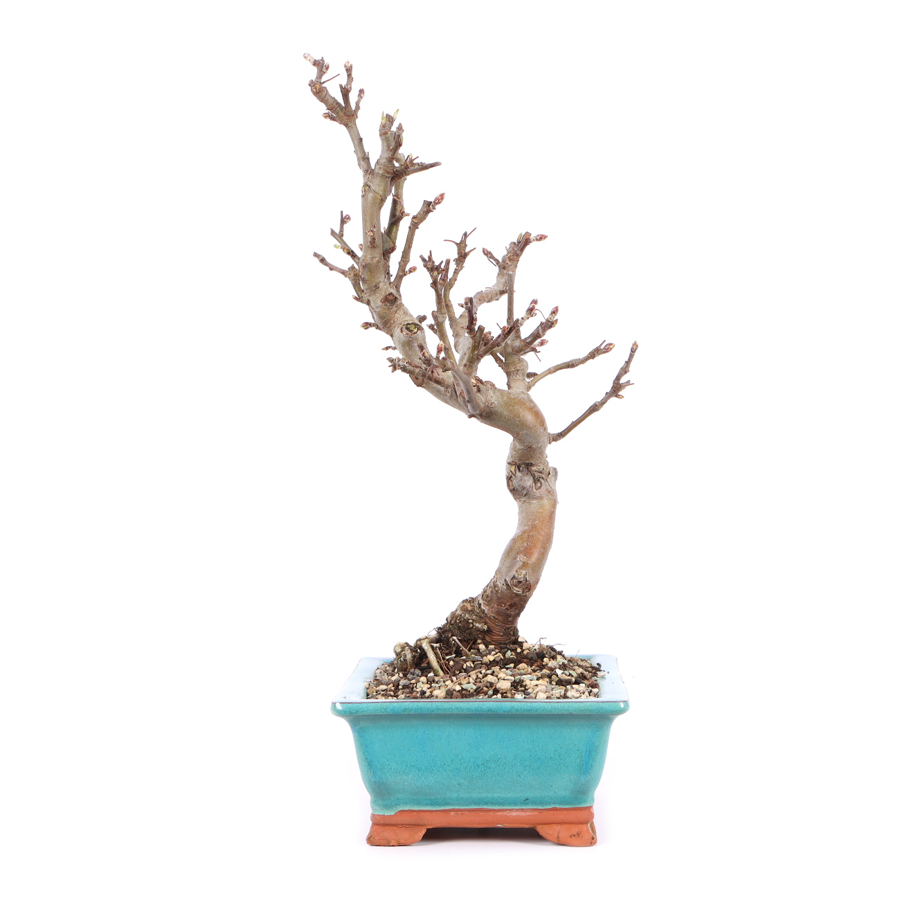 Malus spec.