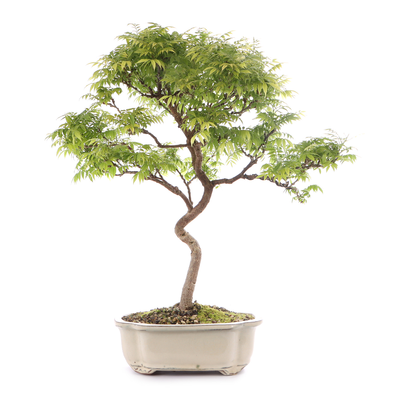 Millettia japonica 'Hime Fuji'