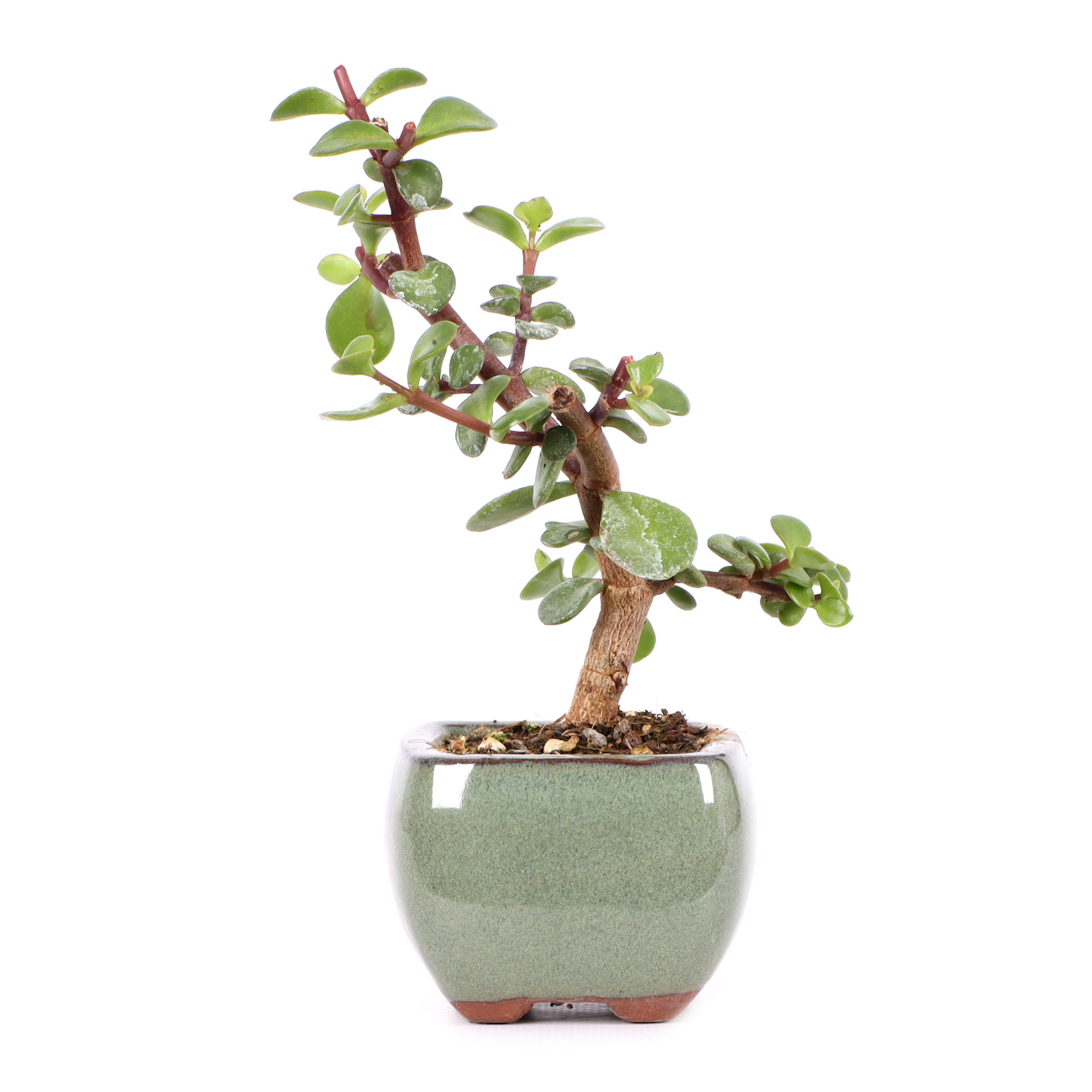 Portulacaria afra