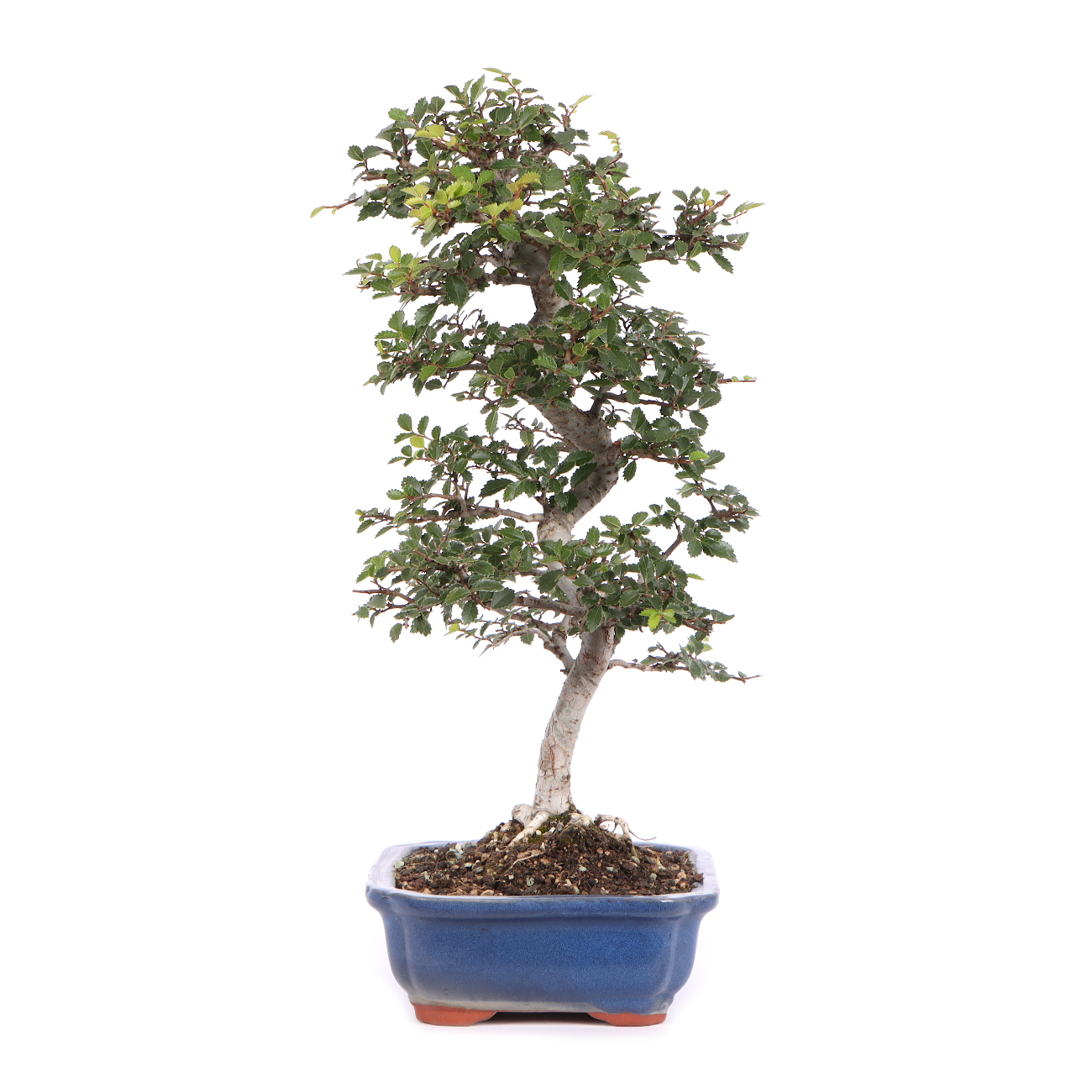 Seitenansicht rechts