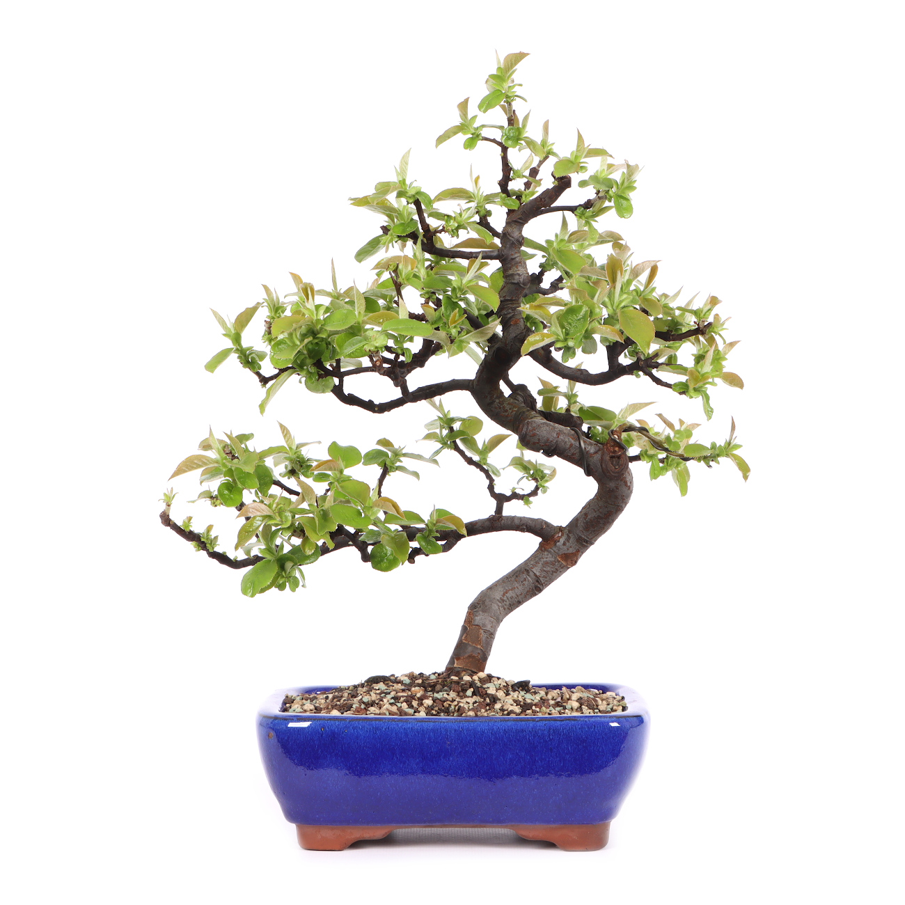 Pseudocydonia sinensis