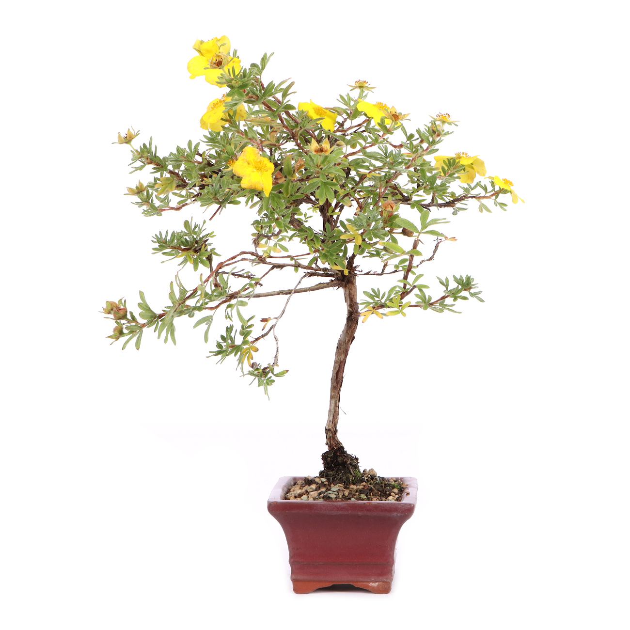 Seitenansicht rechts