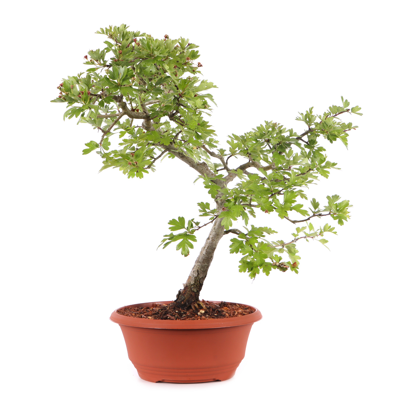 Crataegus monogyna