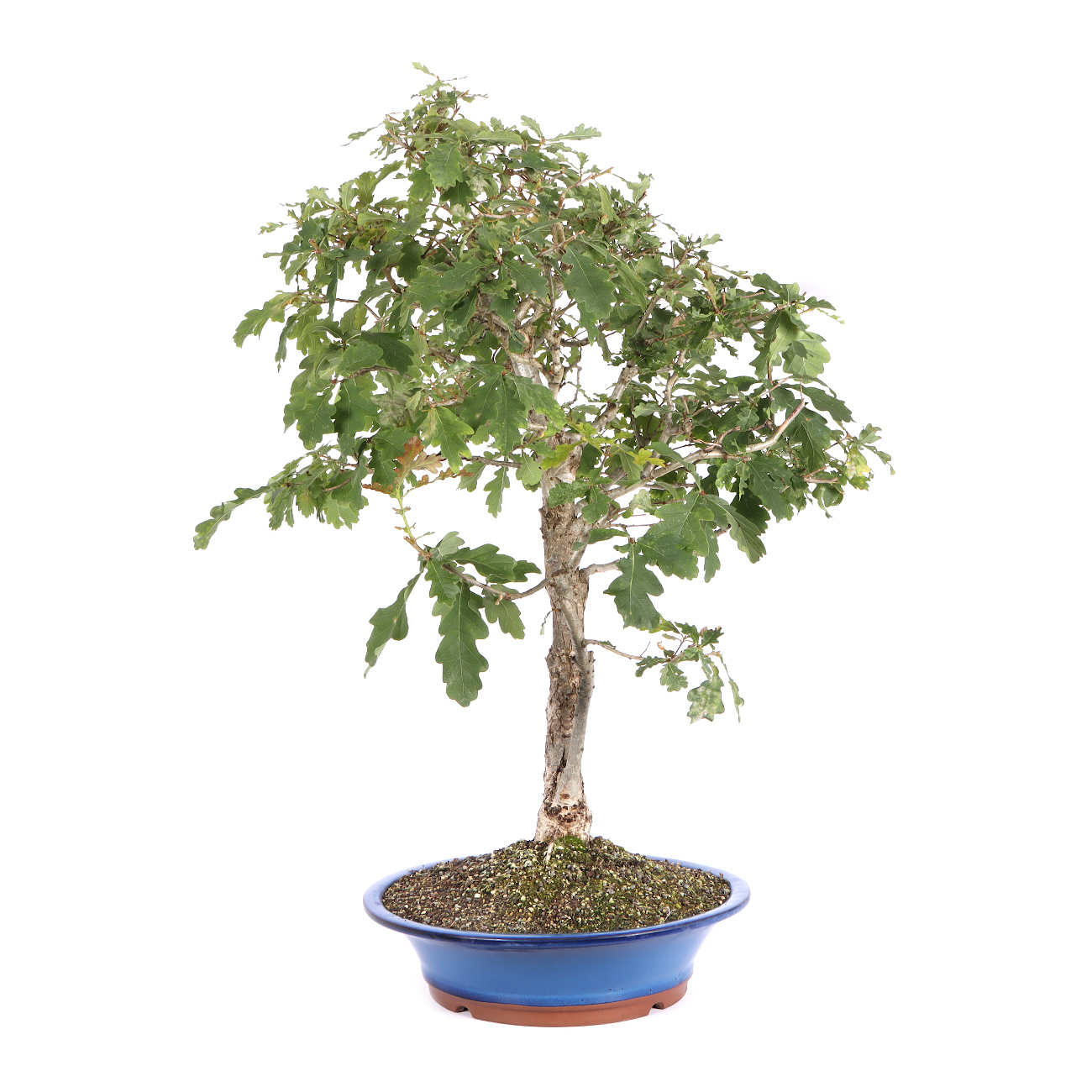 Seitenansicht rechts